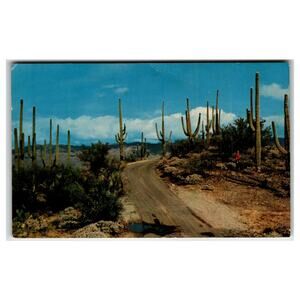 Vintage Saguaro Forest Arizona Desert Road Cactus Ray Foster Postcard
